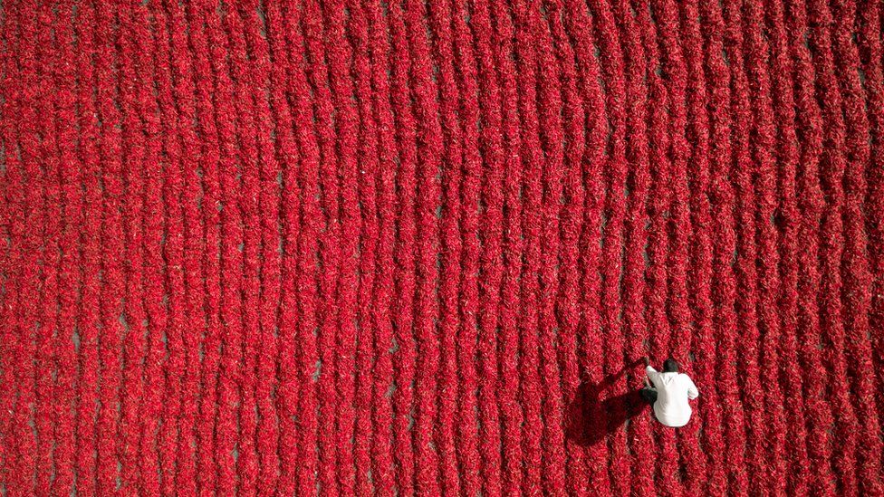 A famer bends over in a field of chillies