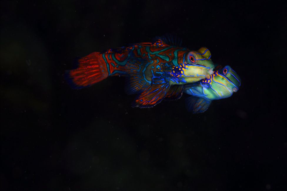 Mandarin dragonet mating off the Wakatobi Islands, Sulawesi, Indonesia