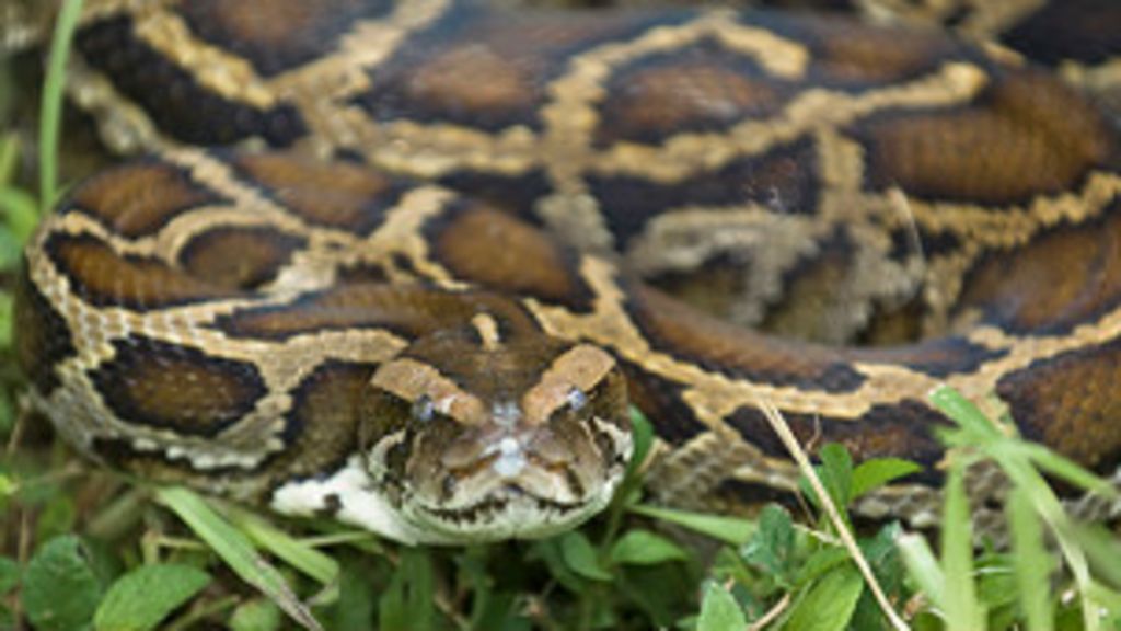 La invasión de pitones activa cacería masiva en Florida BBC Mundo