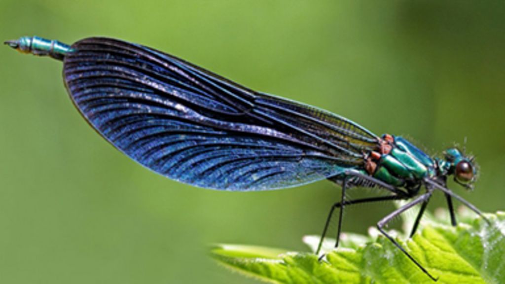 En fotos el curioso encanto de las "joyas del aire" BBC Mundo