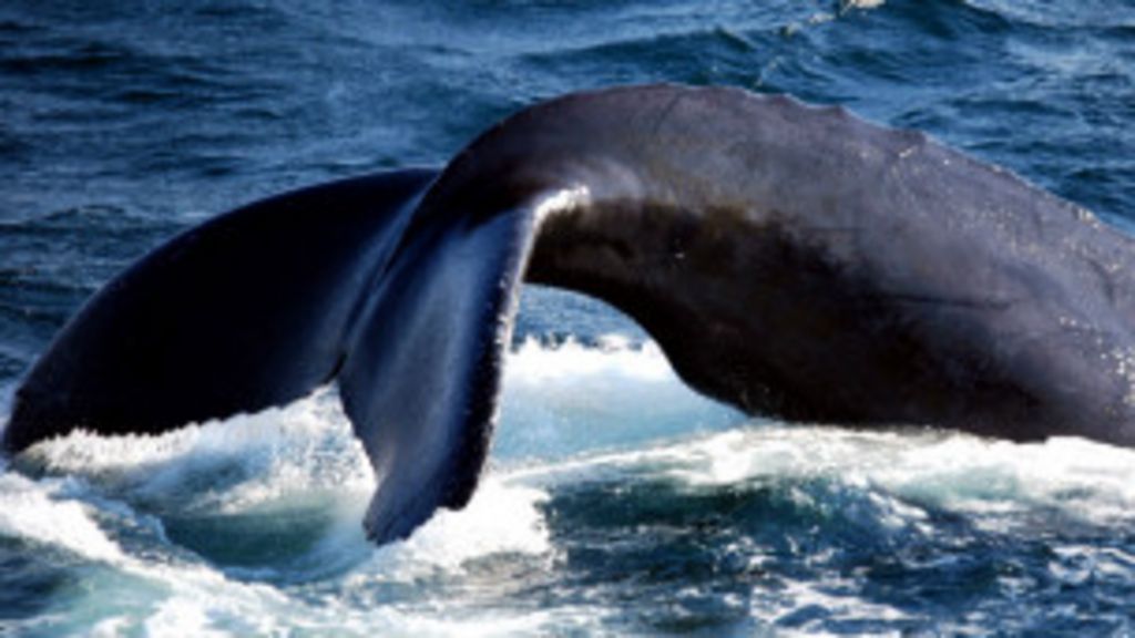 farsky whale