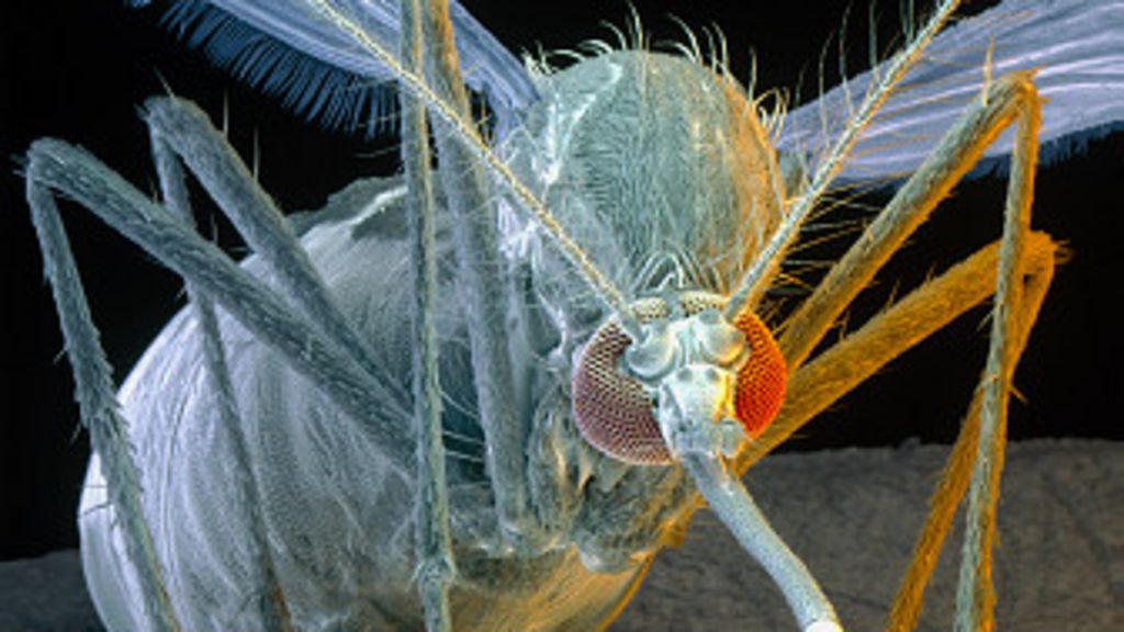Las enfermedades que produce la picadura del mosquito BBC Mundo Las enfermedades que produce la picadura del mosquito BBC Mundo