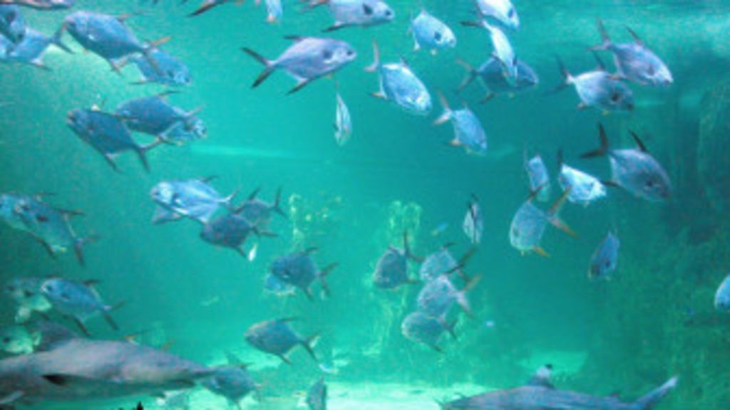 plenty more fish in the sea dating agency Dating themeetingpointie there's plenty more fish in our sea the state agency charged with promoting the irish fish industry. plenty more fish in the sea dating agency Dating themeetingpointie there's plenty more fish in our sea the state agency charged with promoting the irish fish industry.