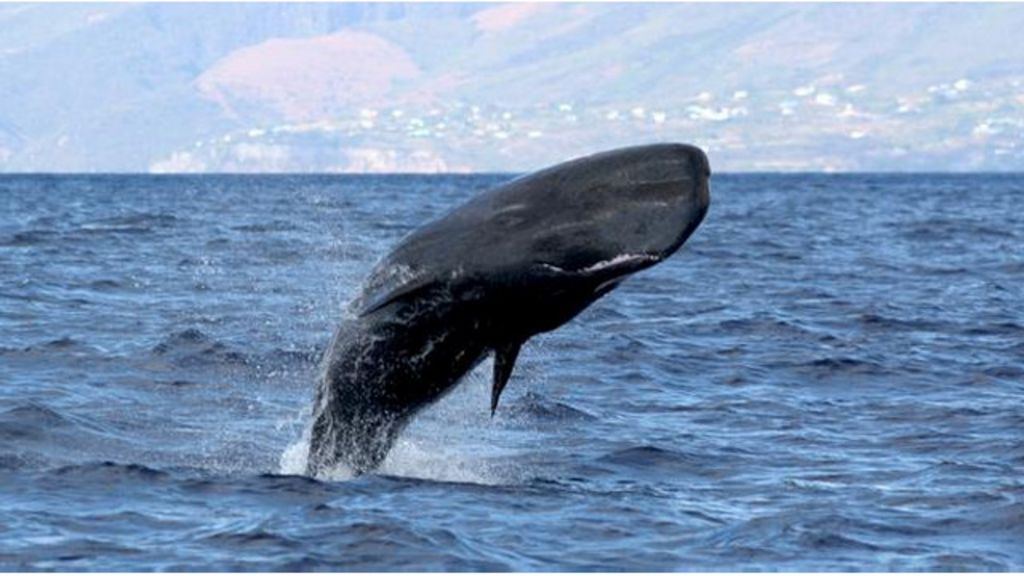 Had having in lifetime multiple partner sex Sperm whale project