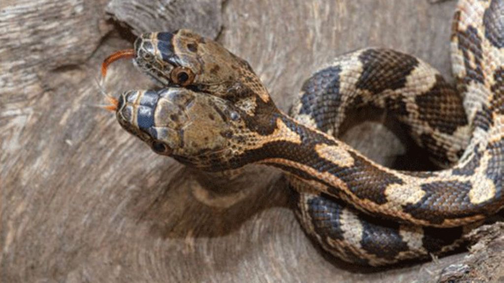 La impresionante serpiente de dos cabezas que fue encontrada en EE.UU