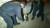 Cảnh sát tìm cách bắt chim cánh cụt bị lạc trên đường phố Peru