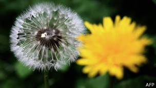 Diente de león