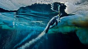 Veja as melhores fotos de natureza do mundo