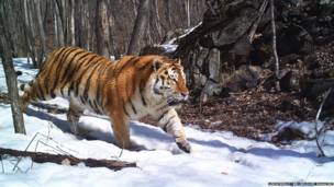 Equipamento consegue flagrar caçadas perigosas, animais raros e pequenos roedores em suas tocas