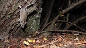 Equipamento consegue flagrar caçadas perigosas, animais raros e pequenos roedores em suas tocas