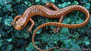 Salamandra