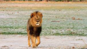 león cecil de zimbabue