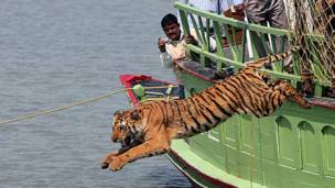 tiger