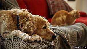 Mascotas en un sofá