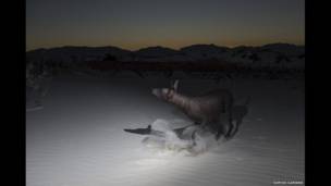 Xoloitzcuintili karya Sophie Gamand