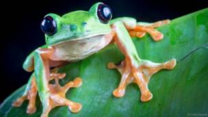 katak