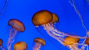 Medusas