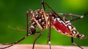 Mosquito Aedes Aegypti, transmisor del zika.