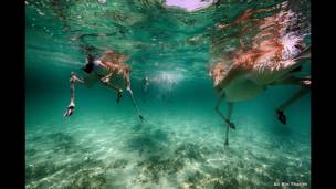 Sand gazelles swimming off Abu Dhabi, United Arab Emirates