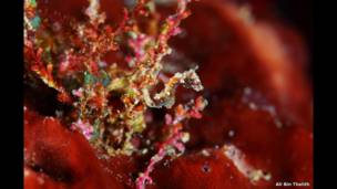 Pygmy seahorse seen off Raja Ampat, West Papua, Indonesia