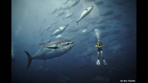 Atlantic bluefin tuna seen off Malta