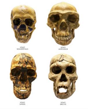 Cráneos de diferentes especies humanas