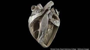 Коровье сердце, Майкл Франк, Королевский ветеринарный колледж