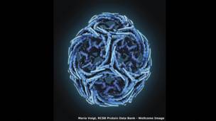 Кэтрин Кейдж, Мария Войт, RCSB Protein Data Bank