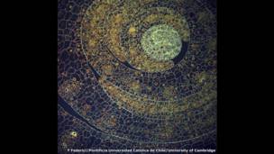 Фернан Федеричи, Католический университет Чили и Кэмбриджский университет