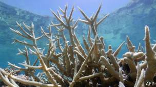 Coral blanqueado