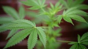 Planta de marihuana