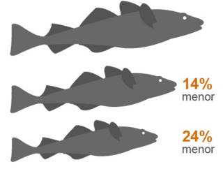 Gráfico mostrando las reducciones proyectadas por William Cheung y sus colegas en el tamaño de algunas especies