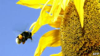 Abeja