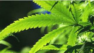 Ganja
