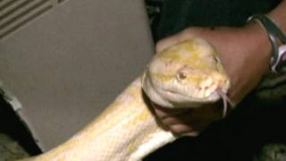burmese python