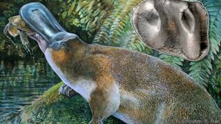 Representación de la nueva especie e imagen del diente hallado
