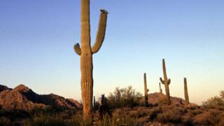 Desierto de Arizona