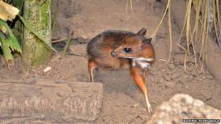 kijang tikus