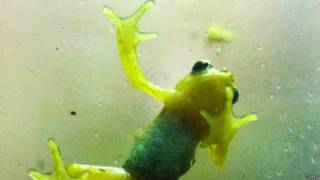 Nectophrynoides asperginis
