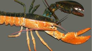 Una langosta mitad macho, mitad hembra 150925120940_male_female_promo_640x360_r