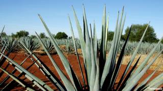 Planta de agave 151002000752_agave_thinkstock_624_credit