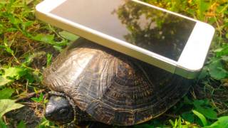 151015152601_velocidad_celulaares_tortug