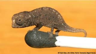 151029165029_animales_miniatura_624x351_