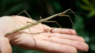 151221135552_stick_insect_getty_624x351_
