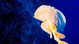 160202140300_chispa_raya_624x351_thinkst