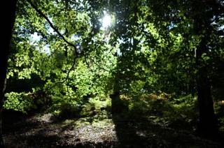 Bosque