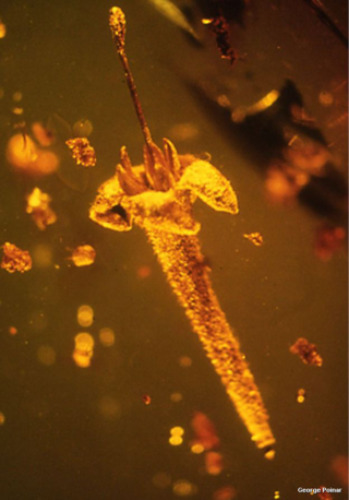 Strychnos electri