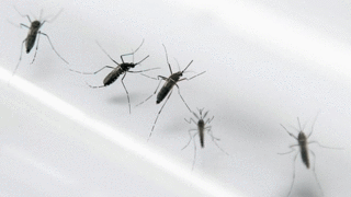 Aedes aegypti