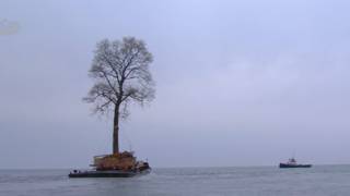 árbol que nada