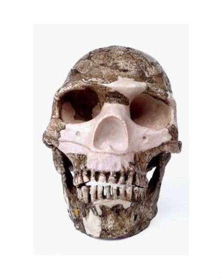 Homo sapiens достиг Леванта 125 тысяч лет назад, но до сих пор это считалось неудавшейся попыткой миграции